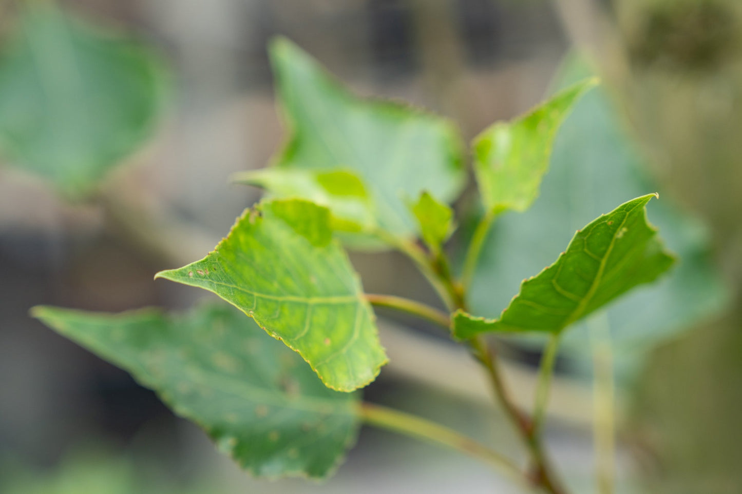 Populus nigra 'Italica'