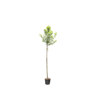 Portugese Laurier boom | Prunus l. 'Angustifolia'