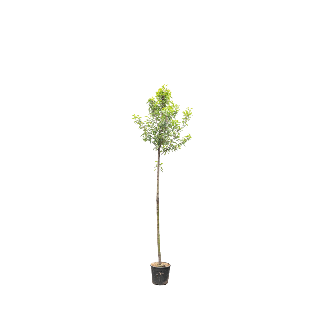 Portugese Laurier boom | Prunus l. 'Angustifolia'