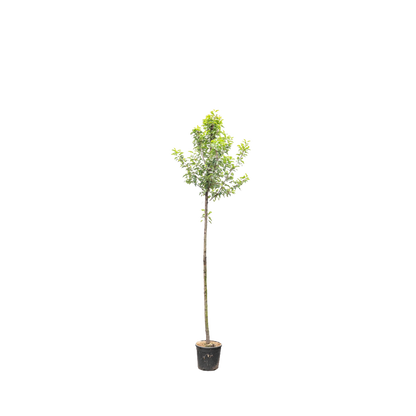Portugese Laurier boom | Prunus l. 'Angustifolia'