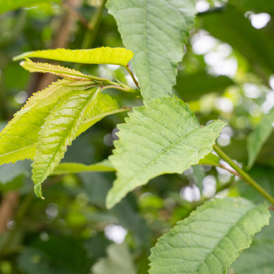 Wilde Kers | Prunus avium