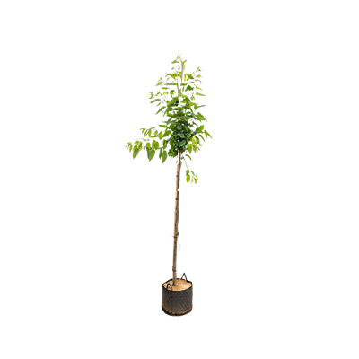 Wilde Kers | Prunus avium