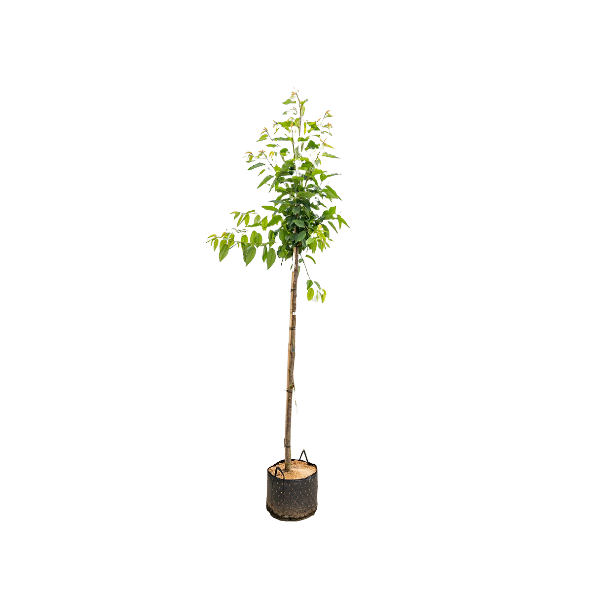 Wilde Kers | Prunus avium
