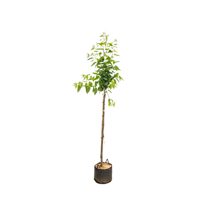 Wilde Kers | Prunus avium