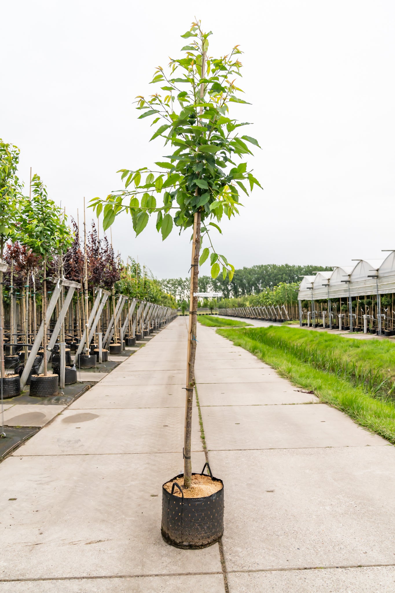 Wilde Kers | Prunus avium