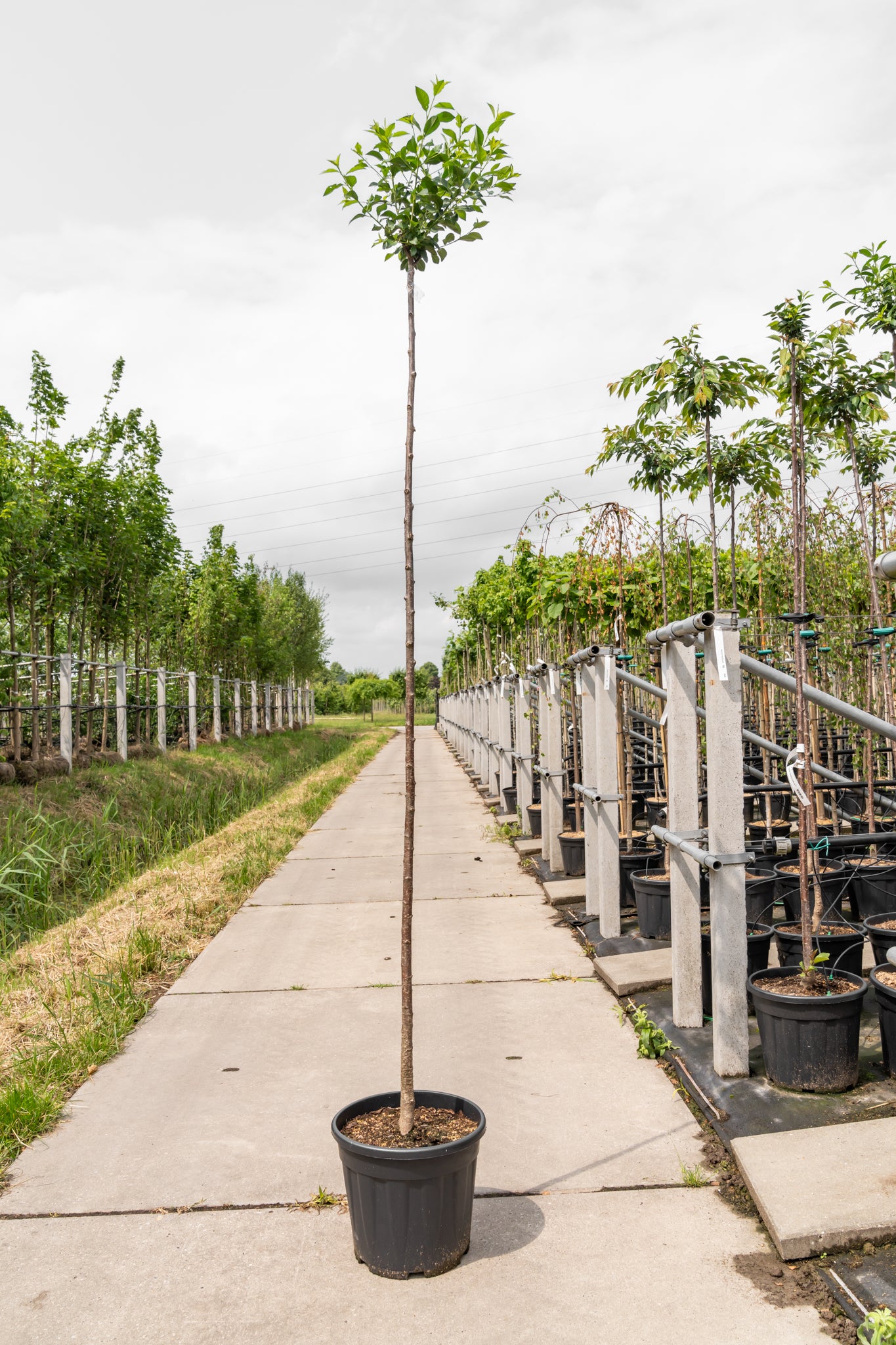 Sierkers | Prunus eminens 'Umbraculifera'