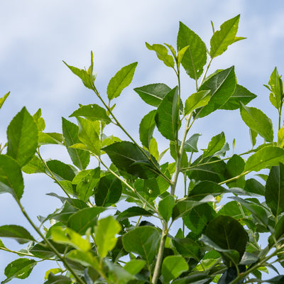 Sierkers | Prunus eminens 'Umbraculifera'