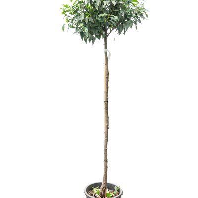Portugese Laurier | Prunus l. 'Angustifolia'