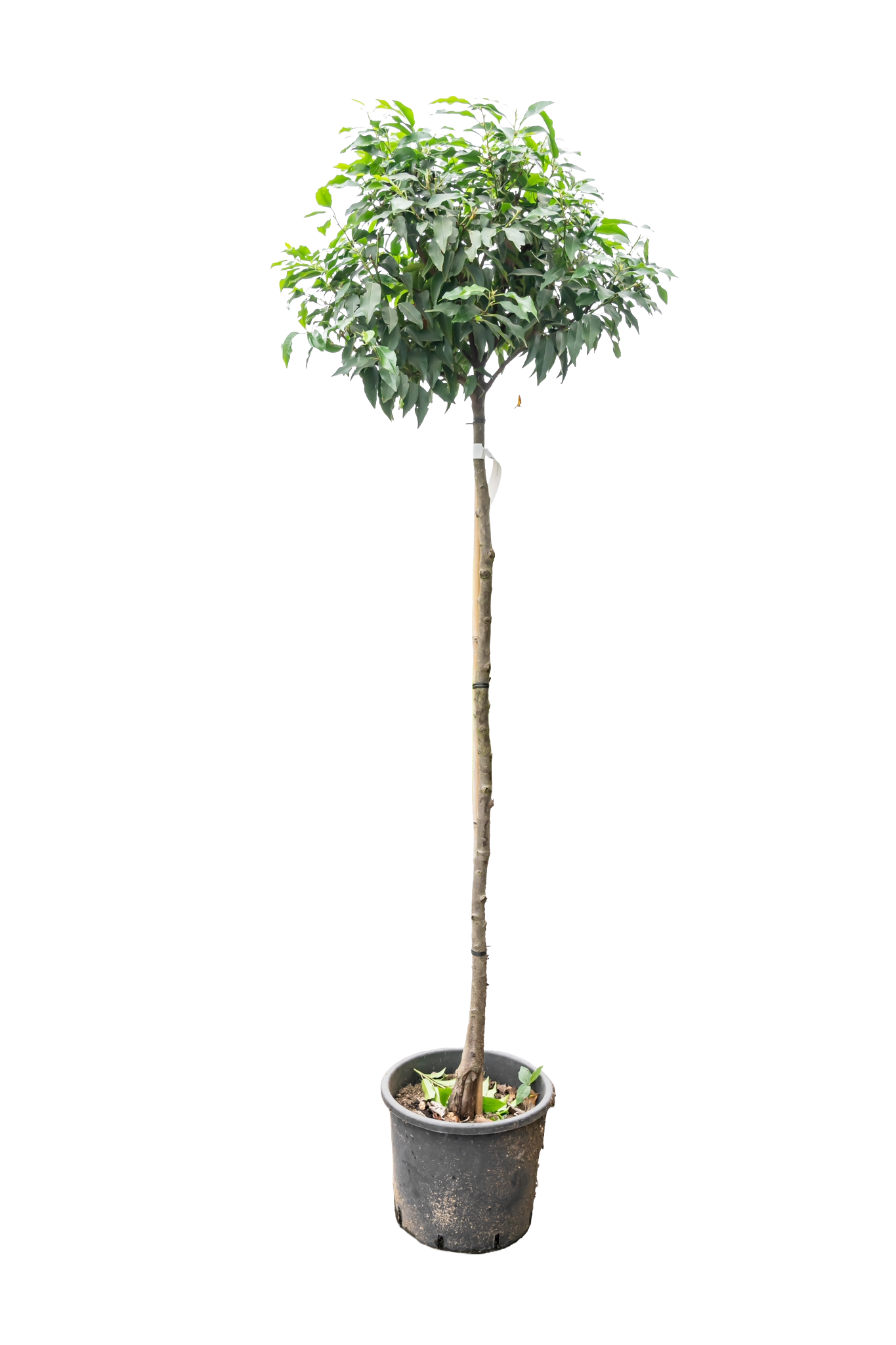 Portugese Laurier | Prunus l. 'Angustifolia'