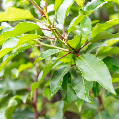Prunus lusitanica 'Angustifolia'
