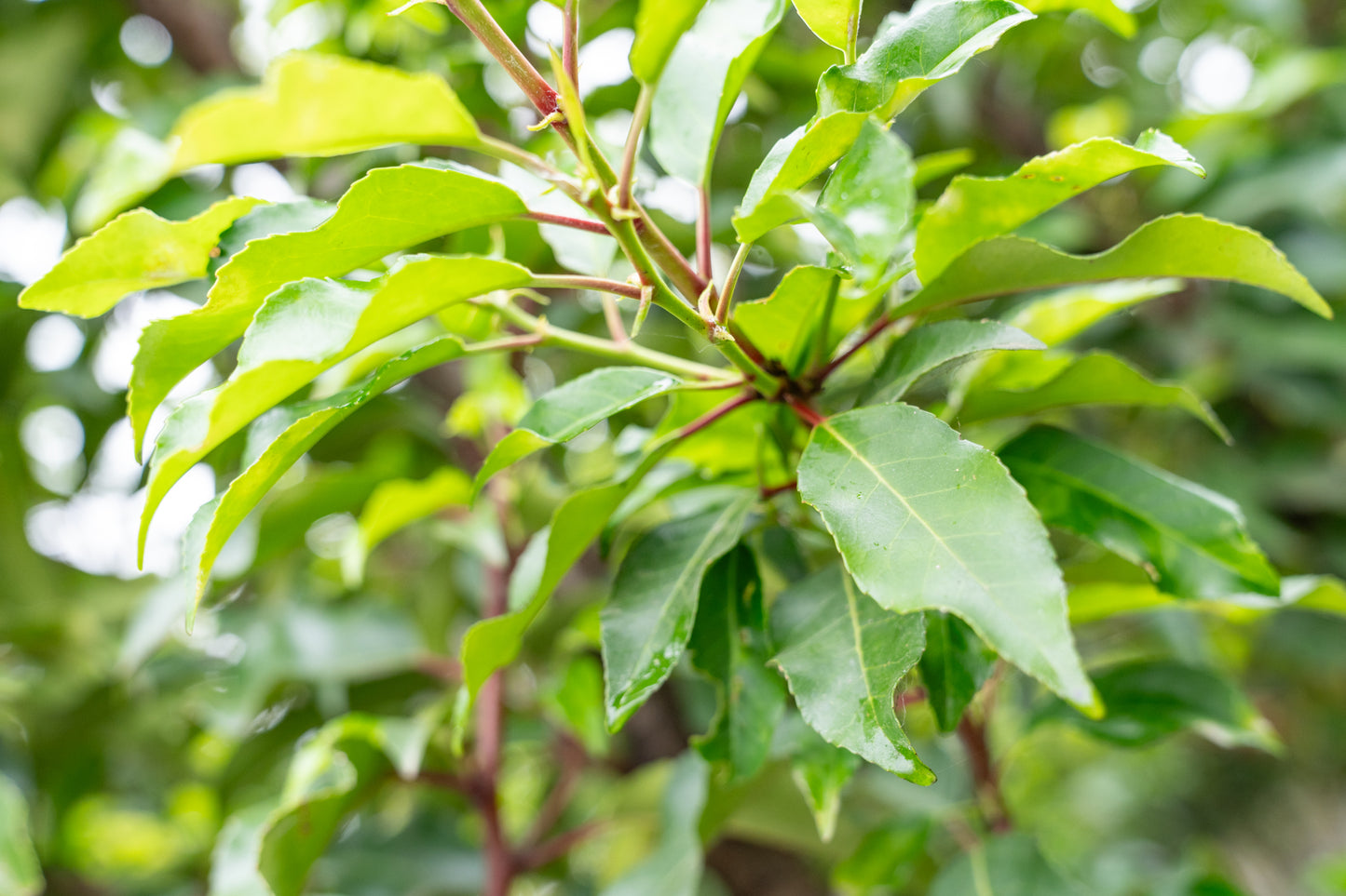 Prunus lusitanica 'Angustifolia'