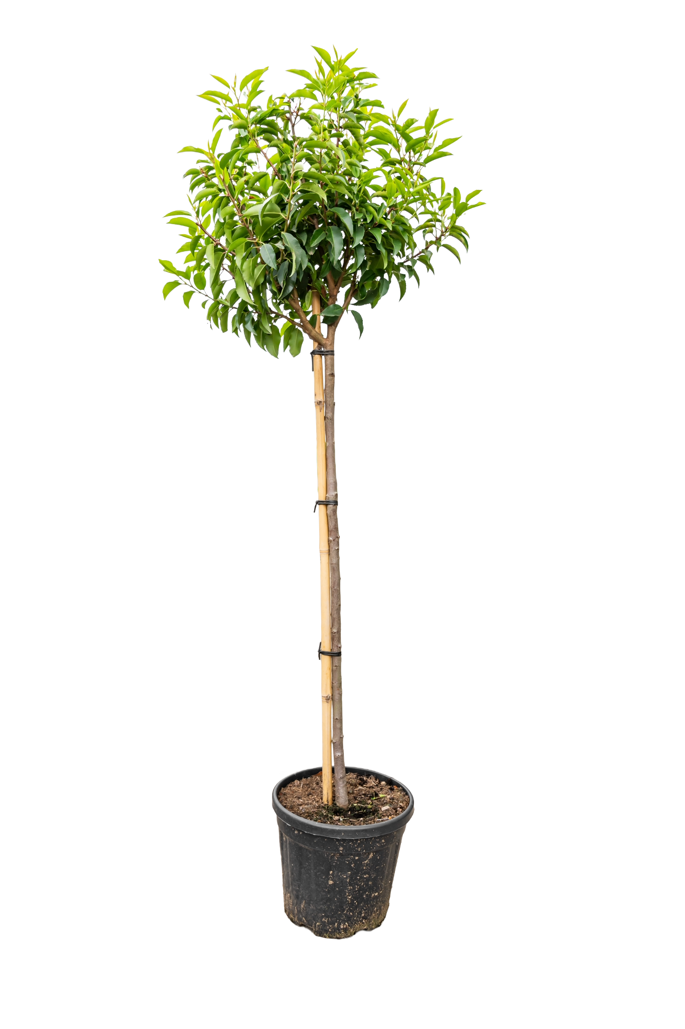 Portugese Laurier | Prunus l. 'Angustifolia'