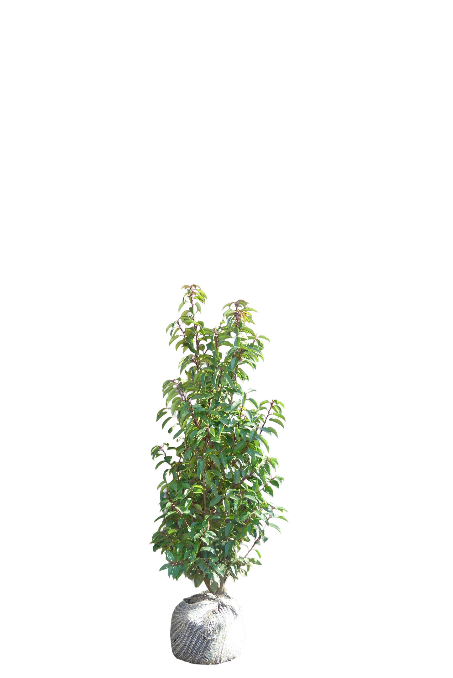 Portugese Laurier | Prunus l. 'Angustifolia'