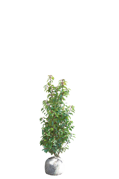 Portugese Laurier | Prunus l. 'Angustifolia'