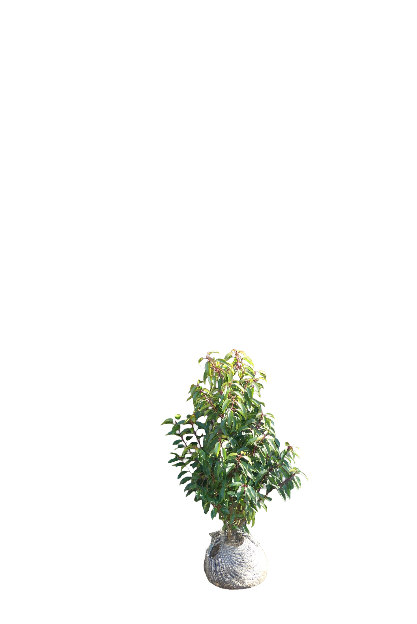Portugese Laurier | Prunus l. 'Angustifolia'