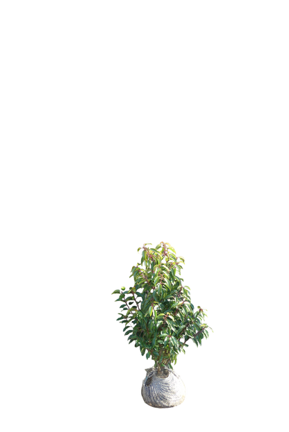 Portugese Laurier | Prunus l. 'Angustifolia'
