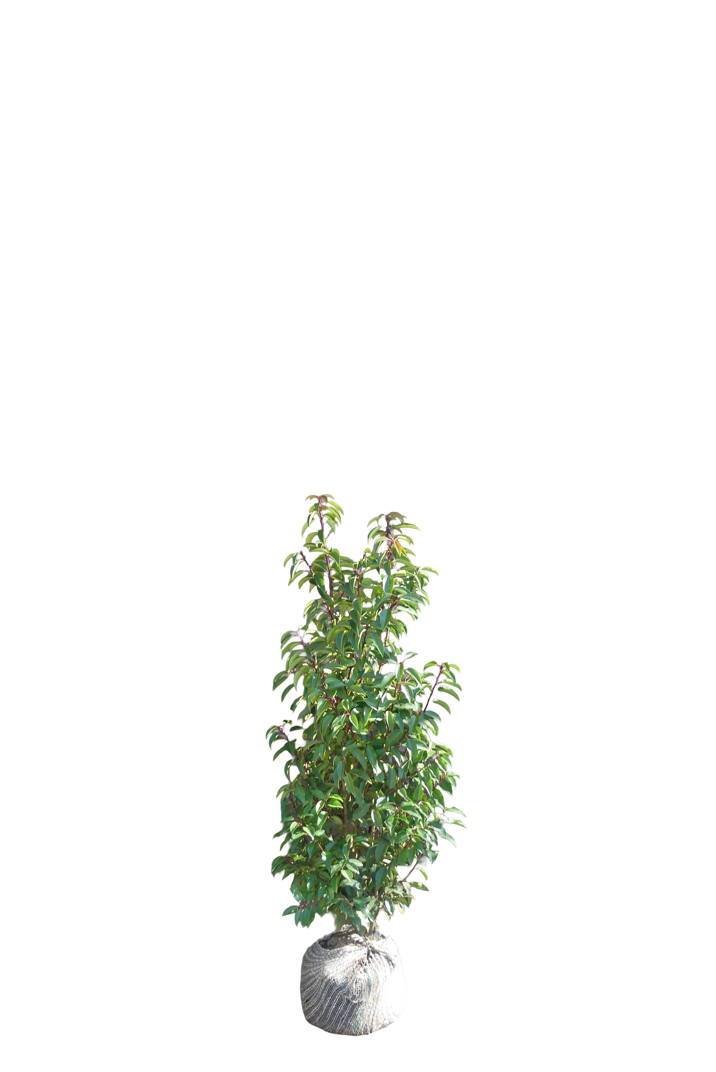 Portugese Laurier | Prunus l. 'Angustifolia'
