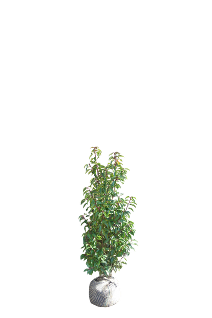 Portugese Laurier | Prunus l. 'Angustifolia'