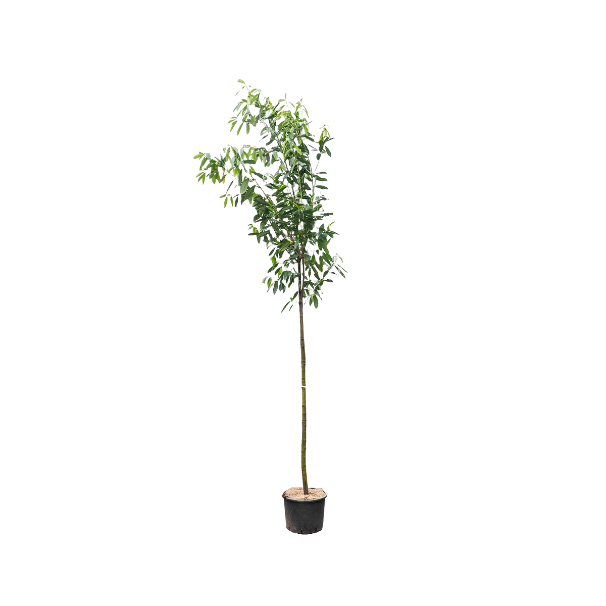 Laurier | Prunus l. 'Caucasica'