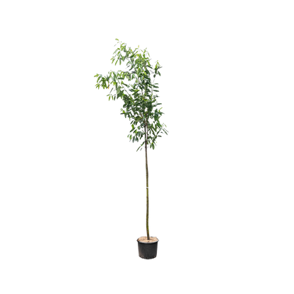 Laurier | Prunus l. 'Caucasica'