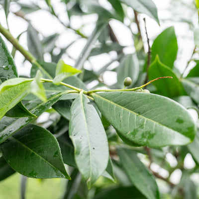 Laurier | Prunus l. 'Caucasica'
