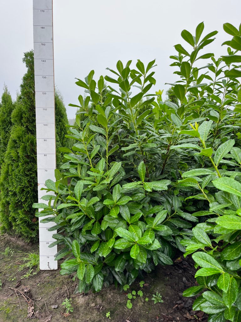 Laurier | Prunus laurocerasus 'Novita'