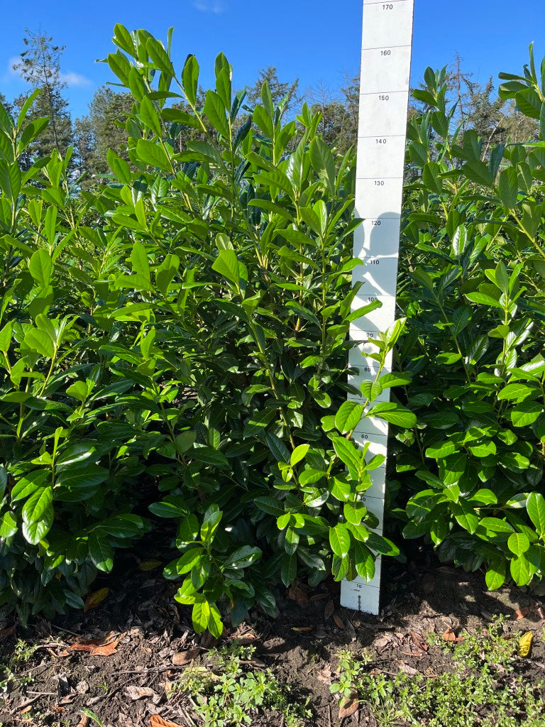 Laurier | Prunus laurocerasus 'Novita'