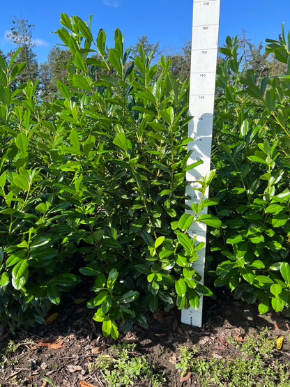 Laurier | Prunus laurocerasus 'Novita'