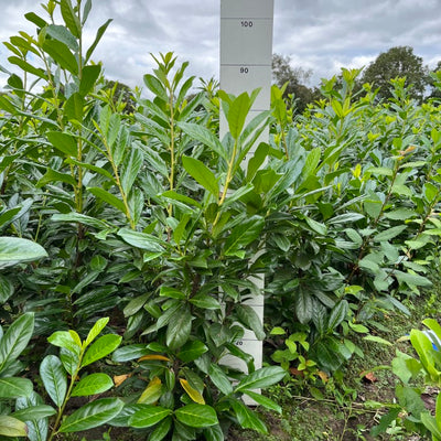Laurier | Prunus laurocerasus 'Novita'