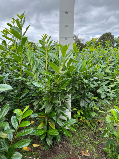 Laurier | Prunus laurocerasus 'Novita'