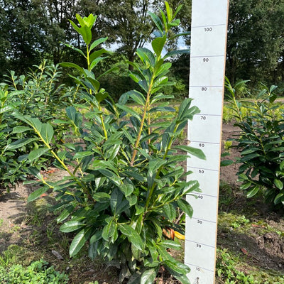 Laurier | Prunus laurocerasus 'Novita'