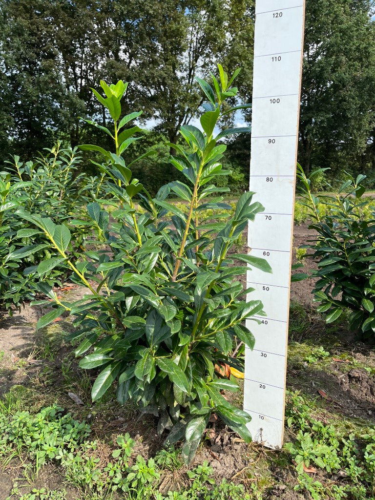 Laurier | Prunus laurocerasus 'Novita'