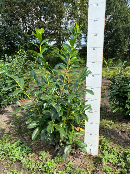 Laurier | Prunus laurocerasus 'Novita'
