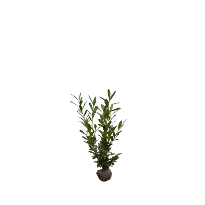 Laurierhaag | Prunus laurocerasus 'Caucasica'