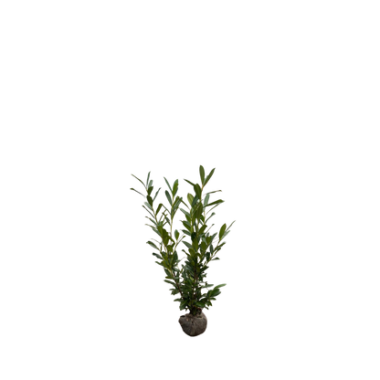 Laurierhaag | Prunus laurocerasus 'Caucasica'