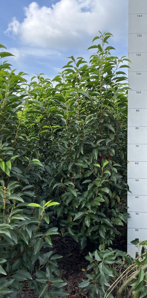 Portugese laurier | Prunus lusitanica 'Angustifolia'