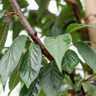Tibetaanse Sierkers | Prunus serrula