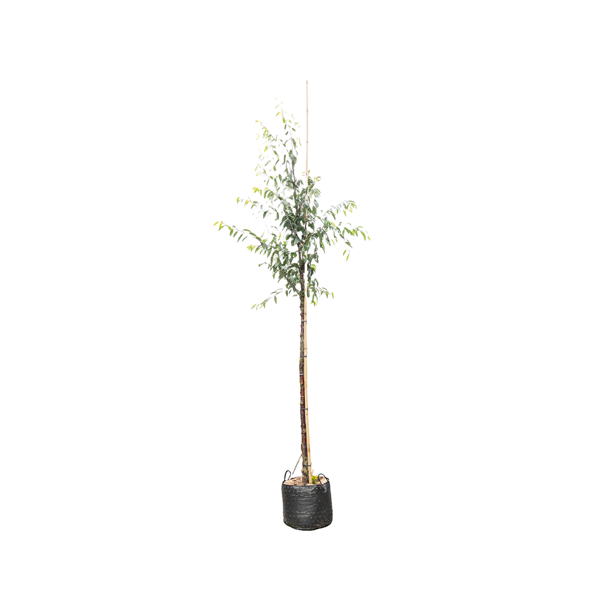 Tibetaanse Sierkers | Prunus serrula