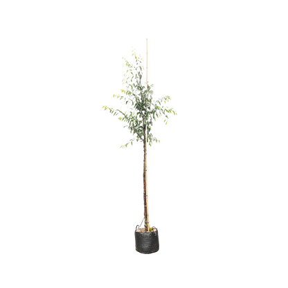 Tibetaanse Sierkers | Prunus serrula