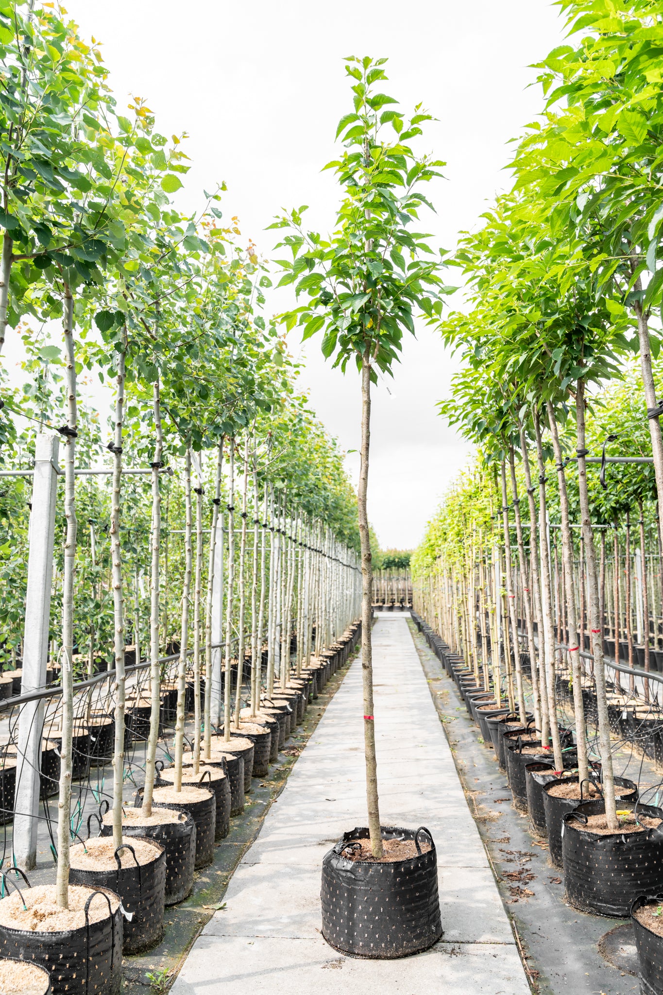Japanse Sierkers 'Kanzan' | Prunus serrulata 'Kanzan'