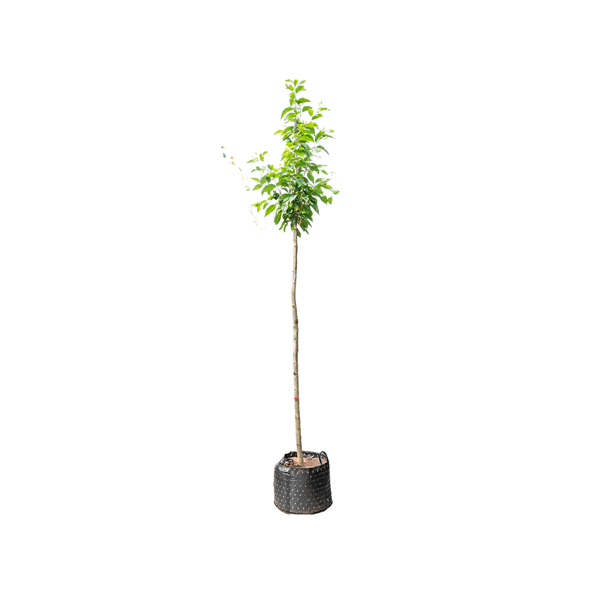 Japanse Sierkers 'Kanzan' | Prunus serrulata 'Kanzan'