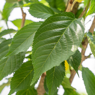 Japanse Sierkers 'Kanzan' | Prunus serrulata 'Kanzan'