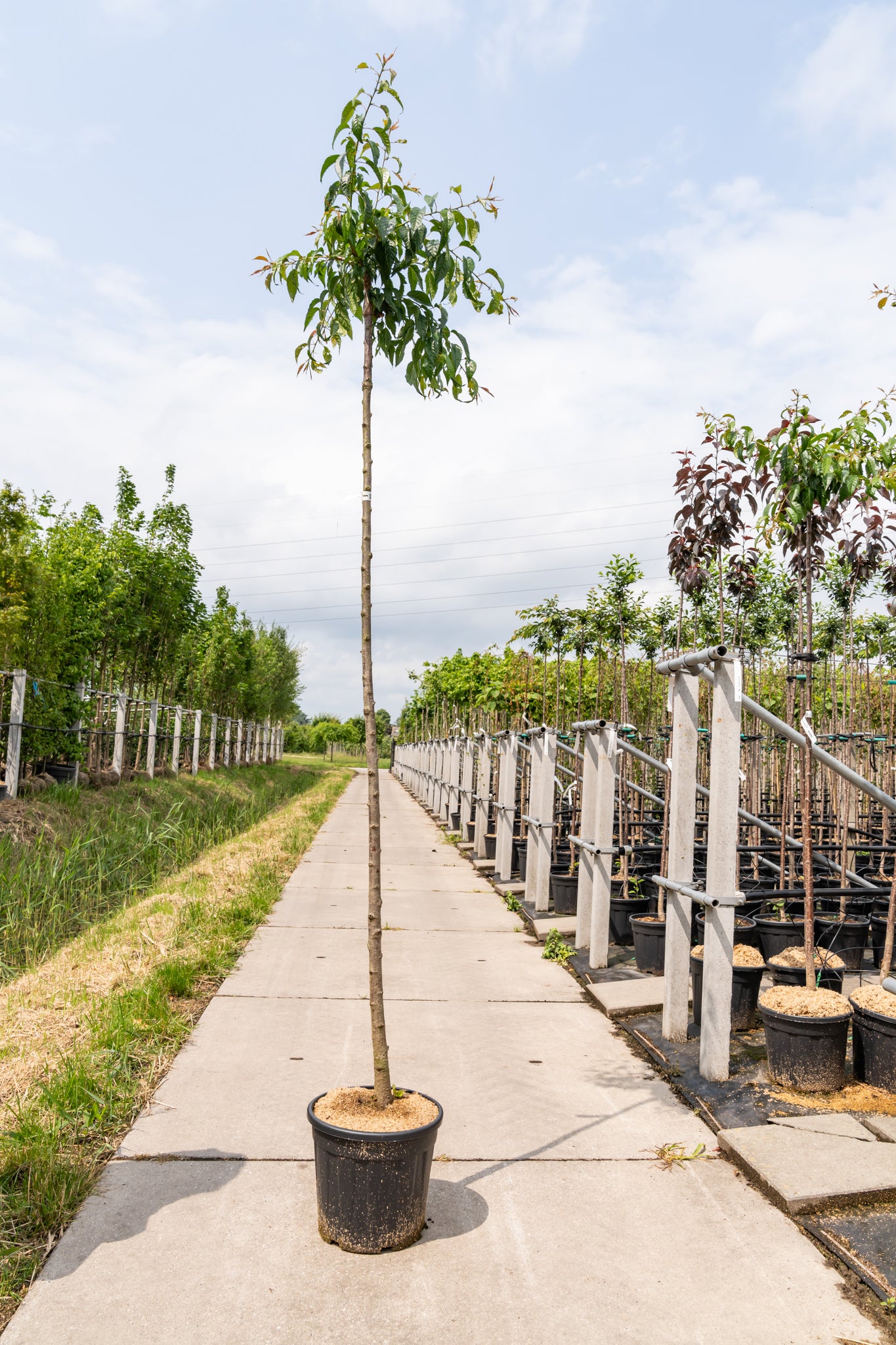 Japanse Treursierkers | Prunus serrulata 'Kiku-shidare'