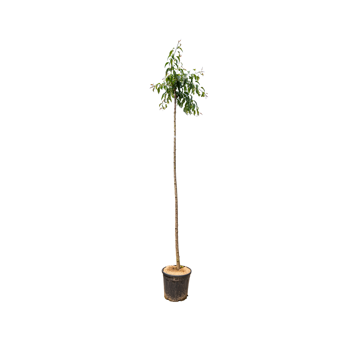 Japanse Treursierkers | Prunus serrulata 'Kiku-shidare'