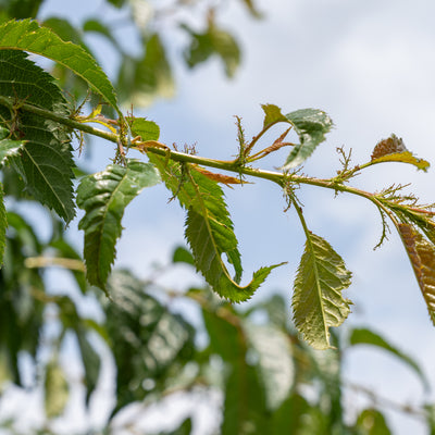 Japanse Treursierkers | Prunus serrulata 'Kiku-shidare'