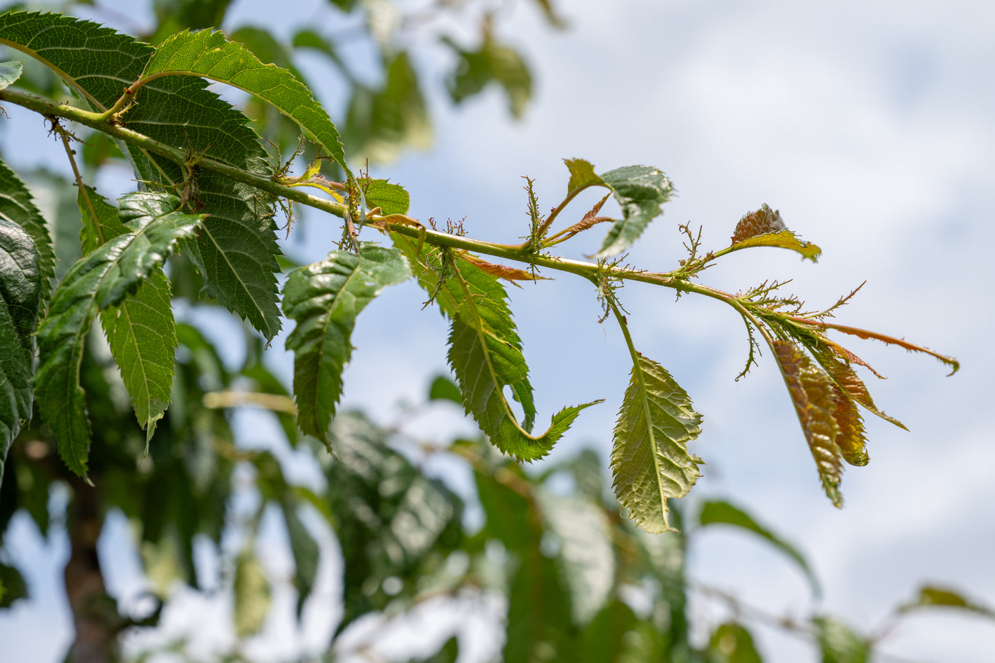 Japanse Treursierkers | Prunus serrulata 'Kiku-shidare'