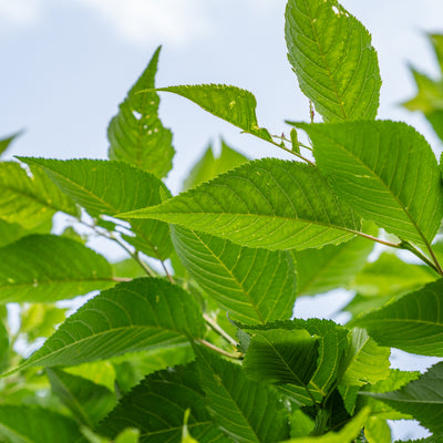 Japanse Sierkers 'Sunset Boulevard' | Prunus serrulata 'Sunset Boulevard'