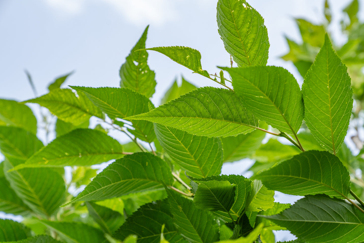 Japanse Sierkers 'Sunset Boulevard' | Prunus serrulata 'Sunset Boulevard'