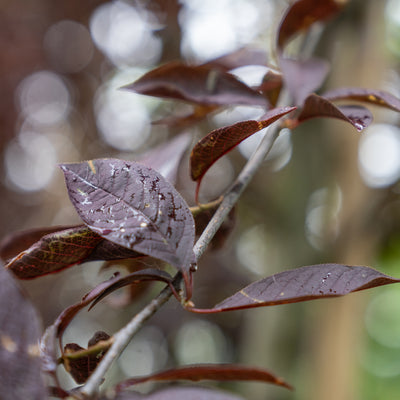 Canadese Vogelkers | Prunus virginiana 'Canada Red'