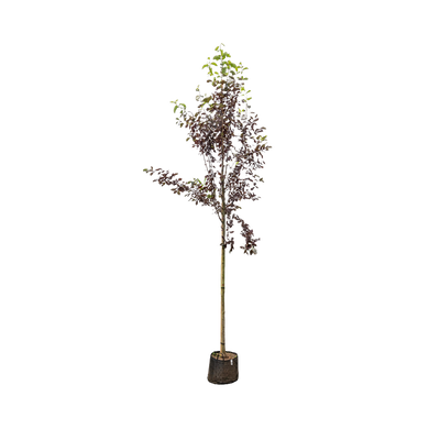 Canadese Vogelkers | Prunus virginiana 'Canada Red'